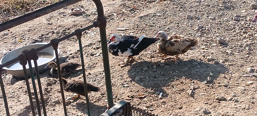 Indoutkalar sotiladi arzonroq bervoraman hammasini olganga