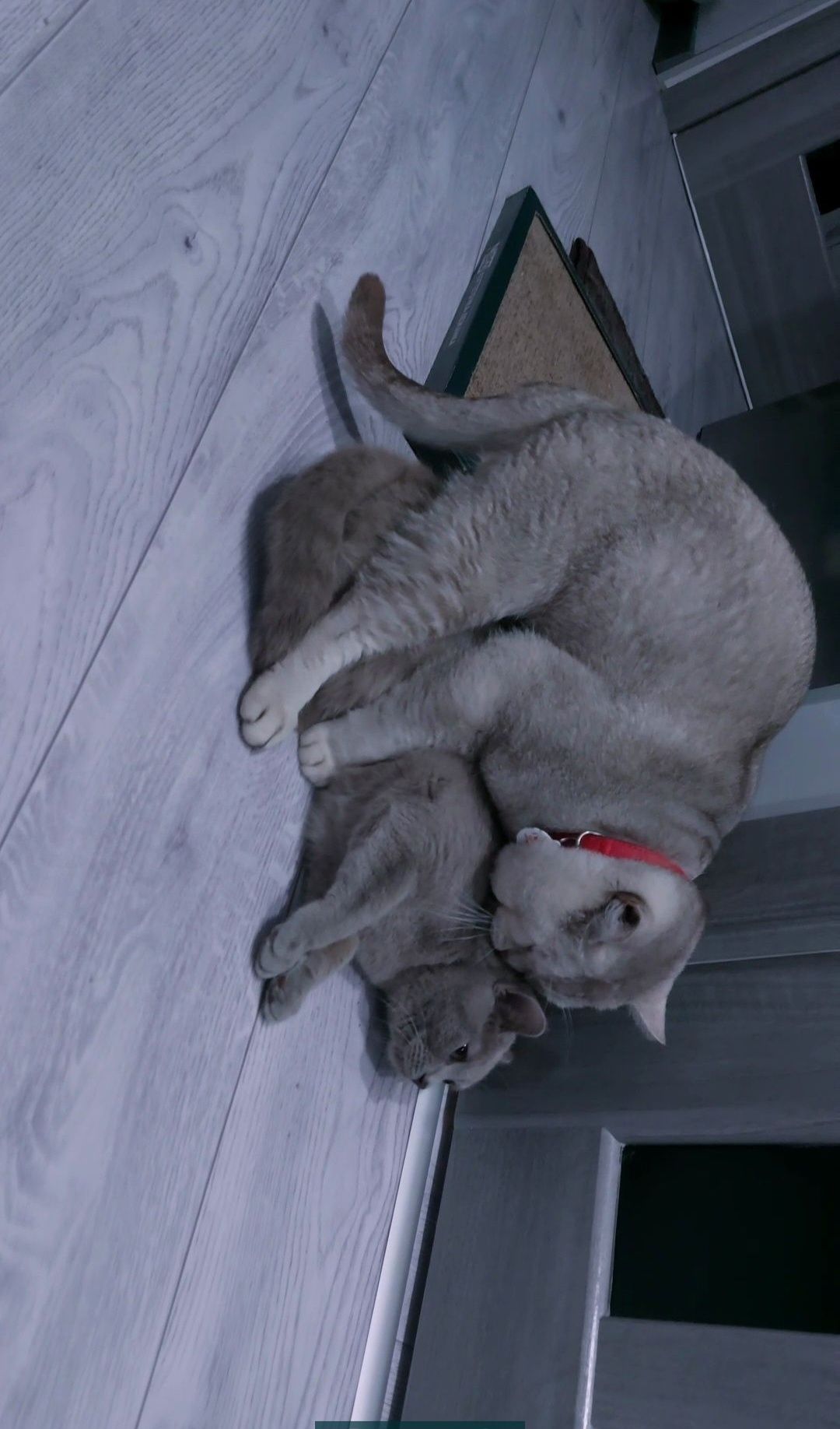 Вязка прямоухих и вислоухих кошек!