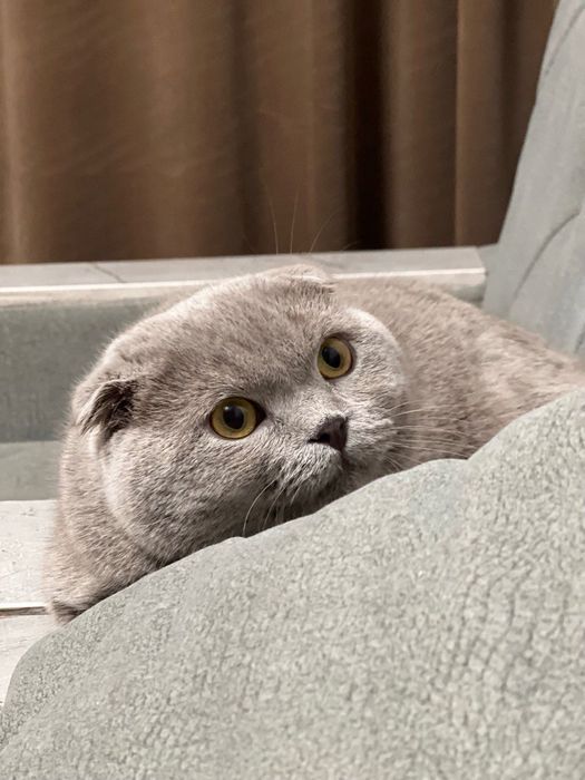 Коты приглашают на вязку