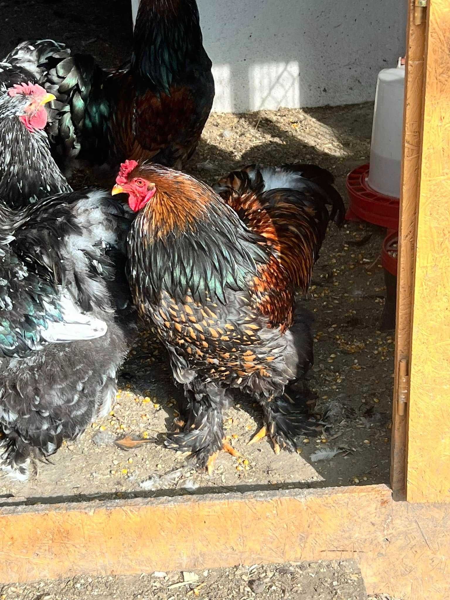Cocosi Brahma HD Albastru Gold Potarnichiu Cochinchina Urias bobat