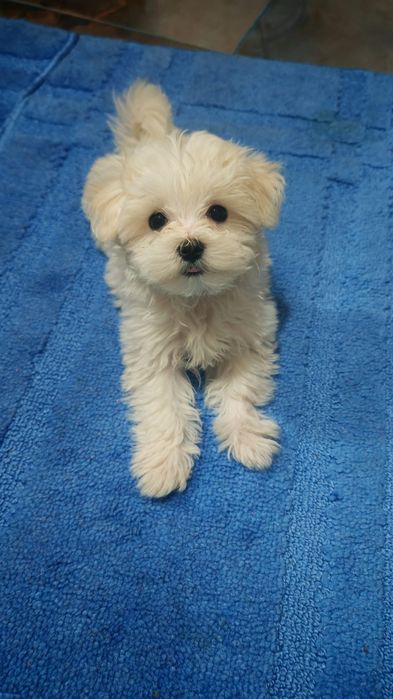 Bishon malteze miny toy