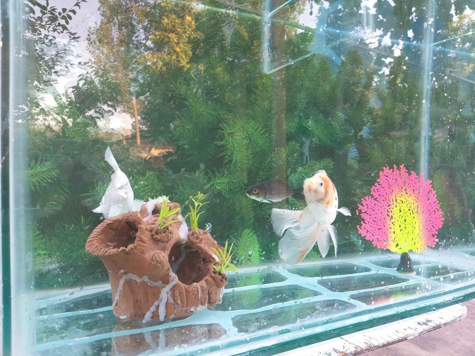 Baliqchalar va Akvarium umumiy sotiladi 20 ga  yaqin aloxidaham