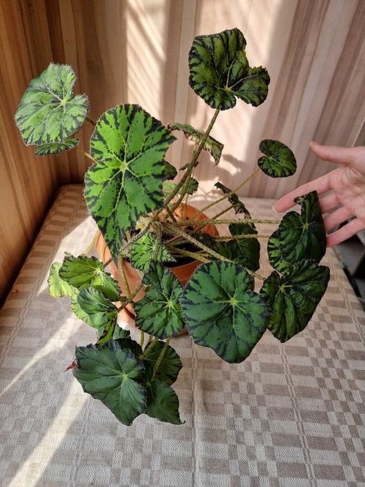 Продам бегонию "Тигрина"