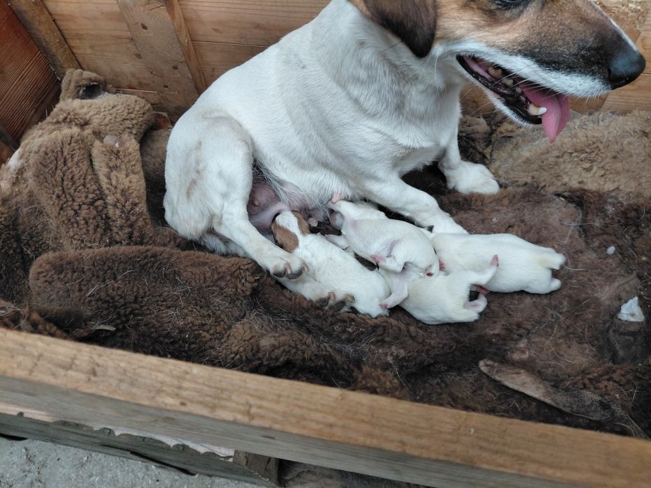 Джак Ръсел териер