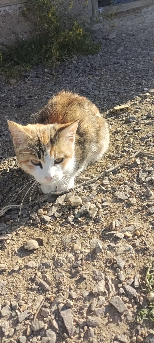 Котенок кошка кот девочка мысык