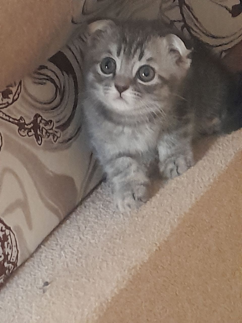 Продам Катенька породы Scottish fold british..