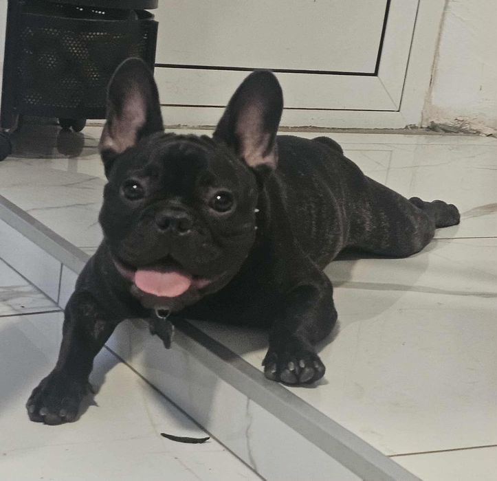 Мъжки Френски булдог