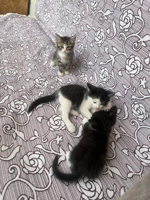 Отдаю котят в хорошие руки