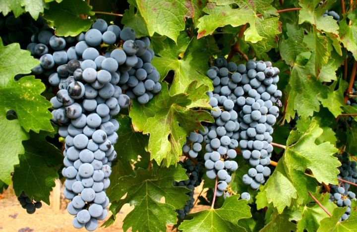 Struguri de vin Hamburg, Merlot, Cabernet