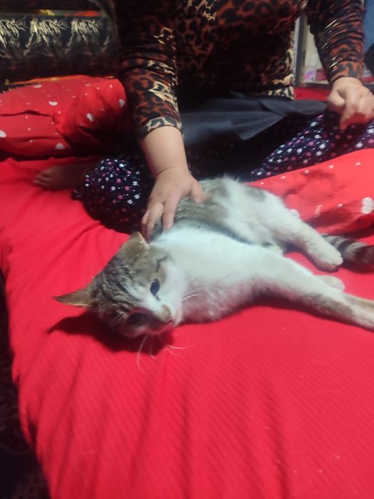 Uy mushugi. Ozoda va pok mushuk. Stressi bor odamlar uchun