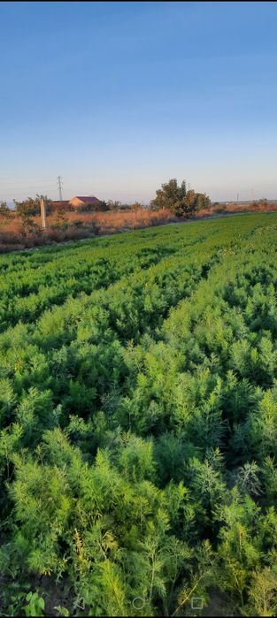 Mărar verde de legatura