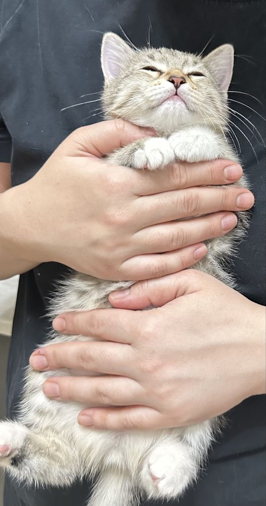Котенок в добрые руки