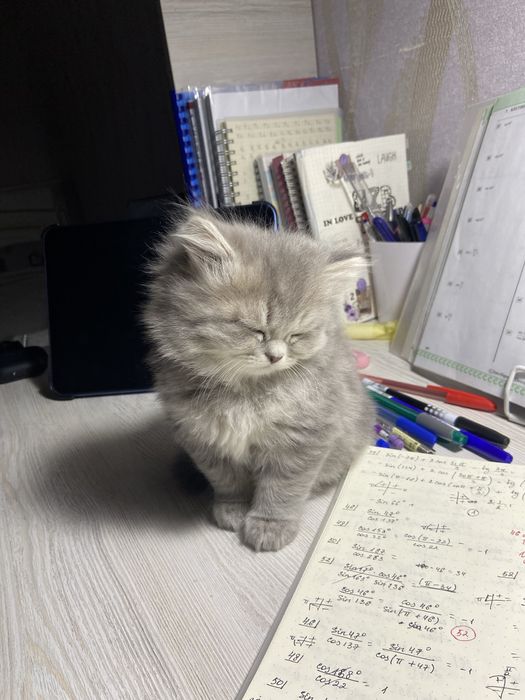 Очаровательные котята ищут новый дом