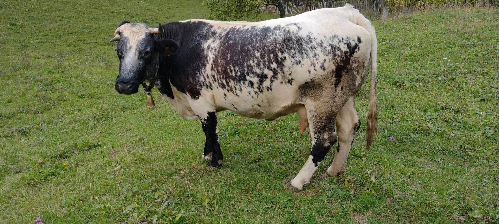De vânzare vacă albastru belgian