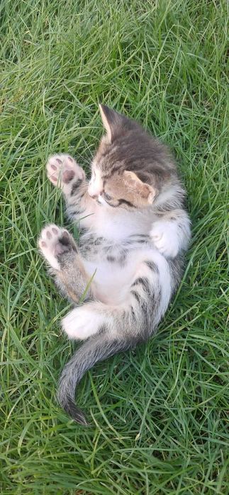 Dau spre adopție 2 pisicuțe de 4 săptămâni, jucăușe și iubitoare.