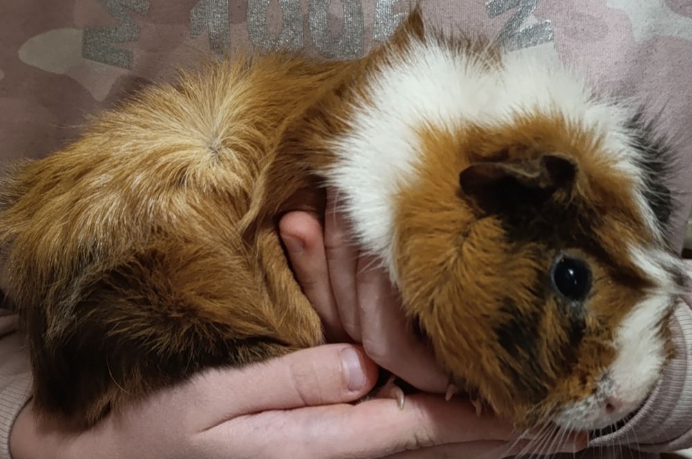 Морская свинка мальчик