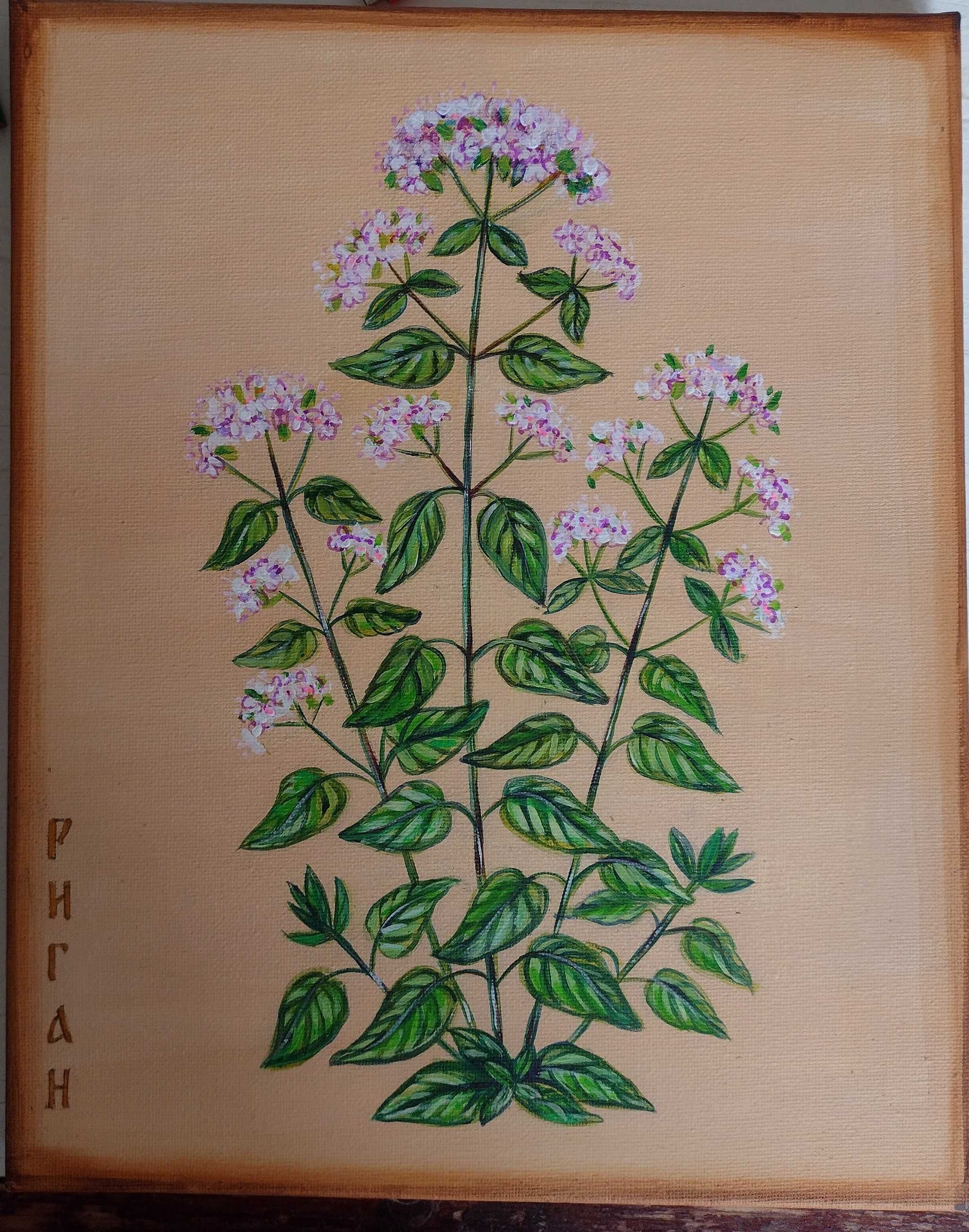 Картини с плодове,кулинарни билки,подправки и цветя.45 лв.