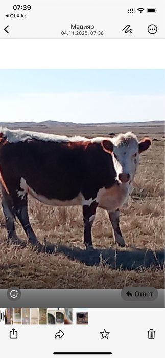 Продам коров-нетели породы Акбас.