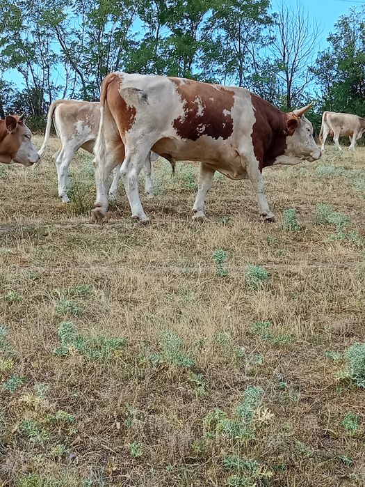 Taur de rasa de vânzare