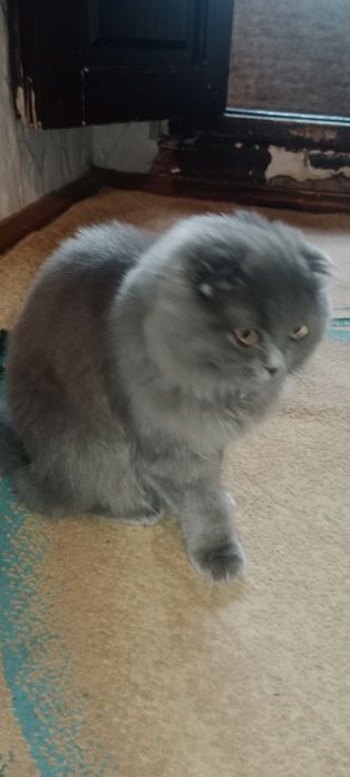 Кошки продаётся Scottish Fold