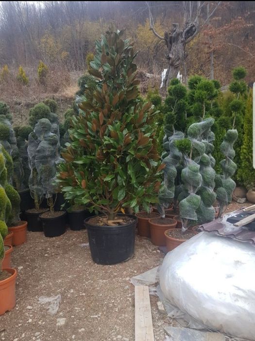 Copaci ornamentale Tuia mesteacăn Magnolia