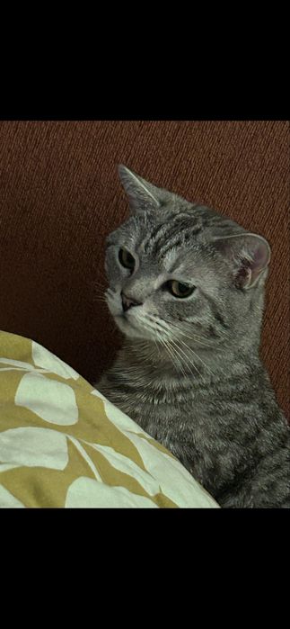 Котика в хорошие руки.