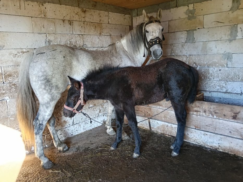 Iapă de vânzare vârstă 6 ani cu mânz de 3 luni !