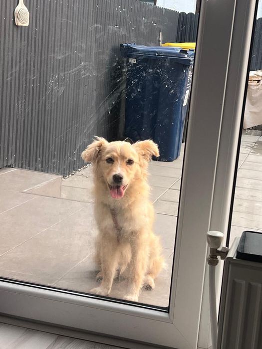 Ofer spre adoptie catel