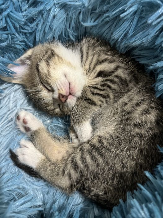 Котенки 2 мес только в хорошие руки