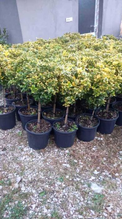 Arbuști decorativi și plante verzi pentru grădini spectaculoase