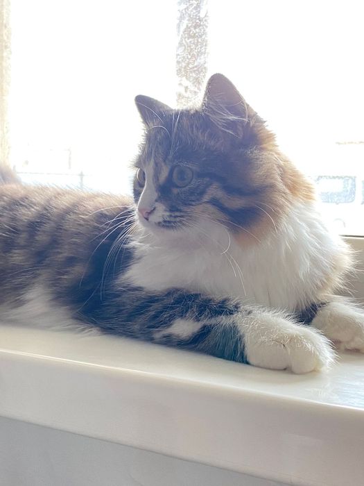 Кошка мэйн кун 7 месячная девочка