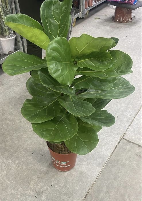 Фикус Лирата 110 см пышный