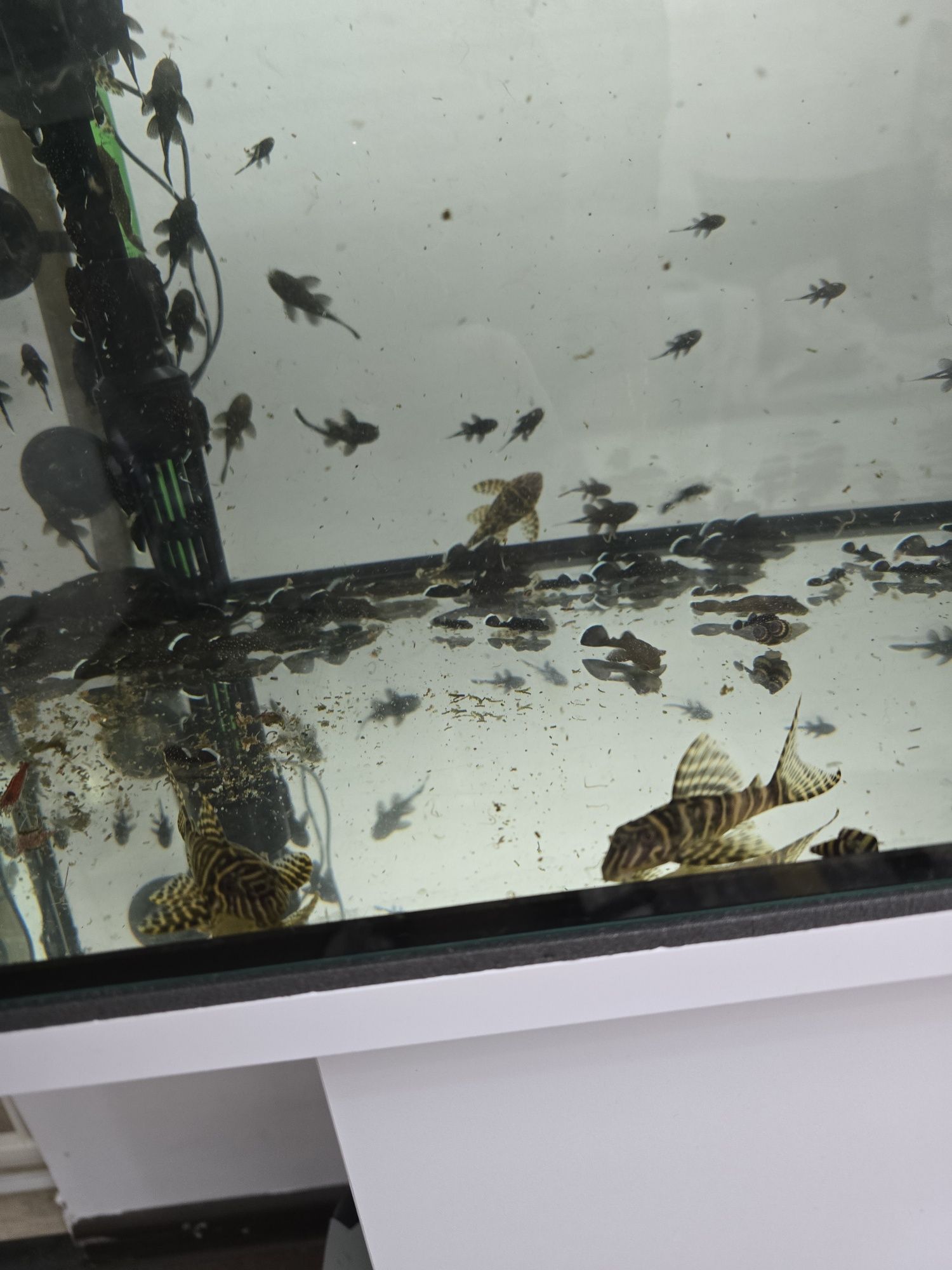 Pesti acvariu, Pui Peppermint pleco L181 (ancistrus sp)