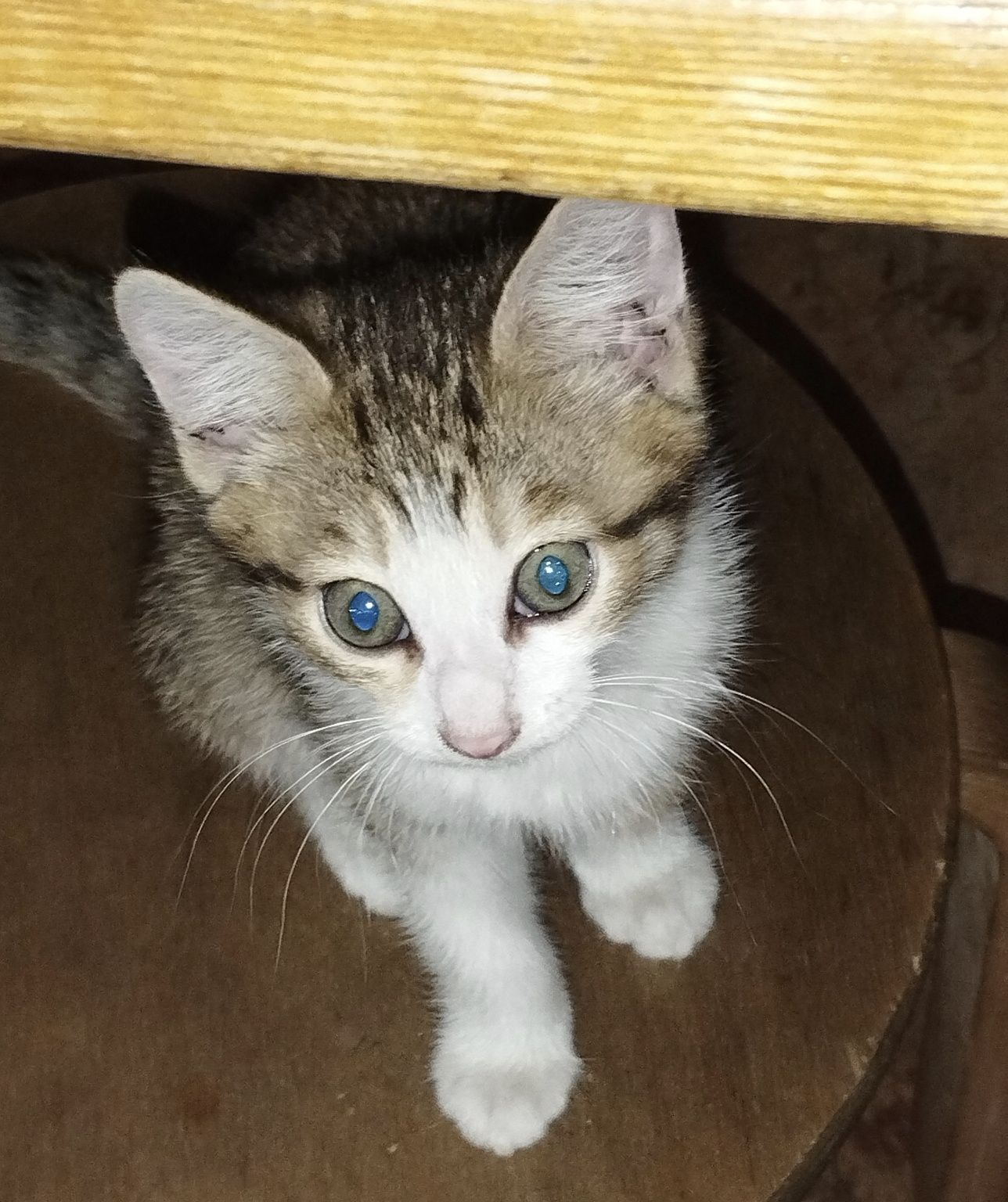 Котята два месяца