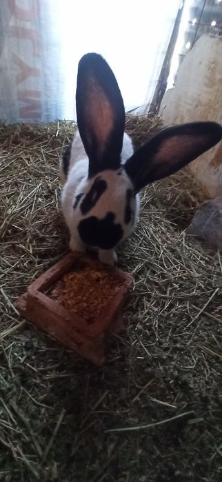 Uriaș pestriț german