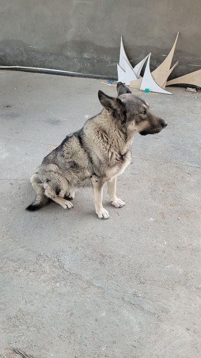 Собака девочка смешанная авчарка