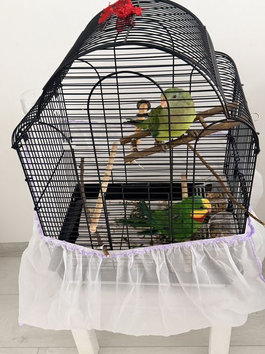 Папагал мъжки  барабанд