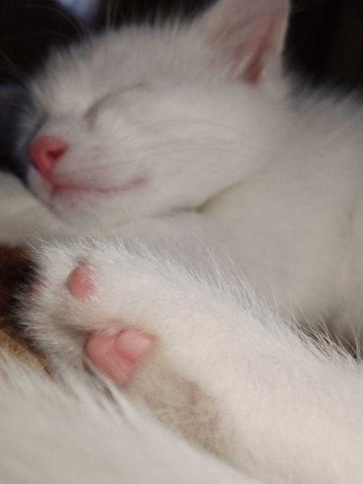 Bepul beriladi. Faqatgina yaxshi qarayman degan odamga