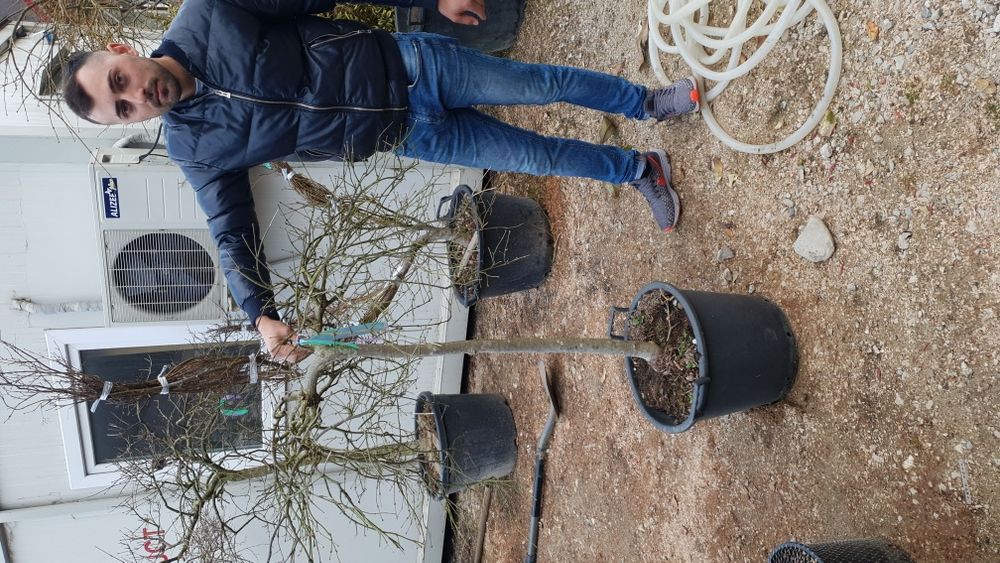 Vindem arțar japonez de mai multe dimensiuni