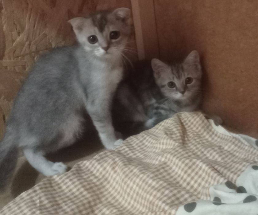 Продам котят серебристая шиншила .