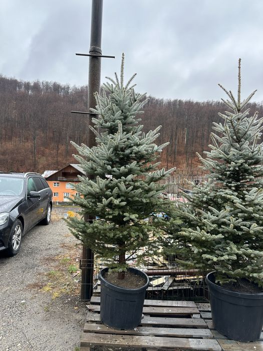 Brad la ghiveci verde