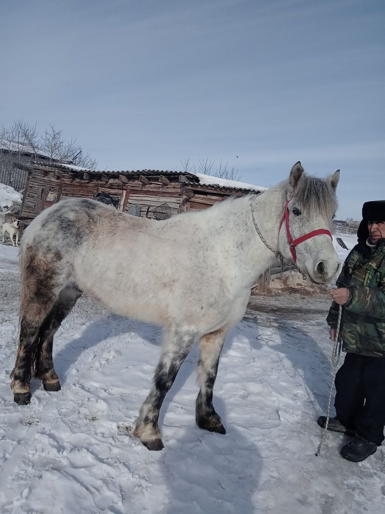 Продаётся мерин обучен верхом и бричку спокойный возраст 7 лет 800000т