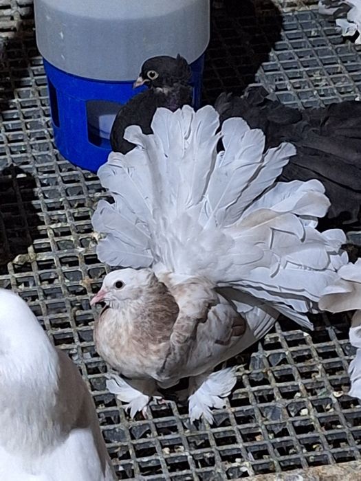 Porumbei rotați și Voltați indieni