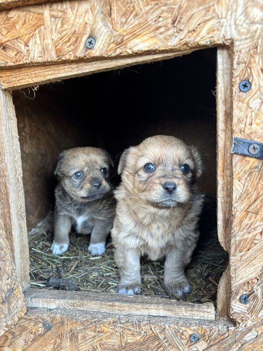Două cățeleușe caută căsuță noua  (donez)