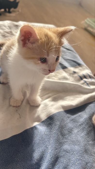 Котенок 2 месяца