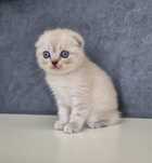 Fetita Scottish Fold