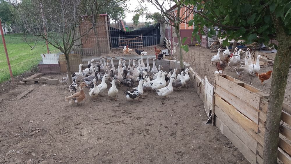 Vând rate macaitoare și gâște americane și albe țăranesti