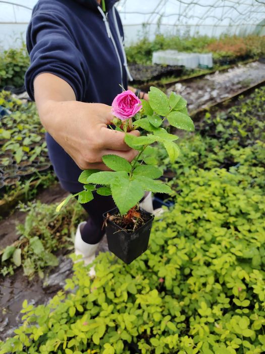 Trandafir  pentru dulceata  Damascena într-o oală