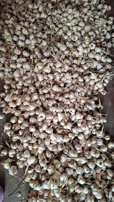 Usturoi roz românesc