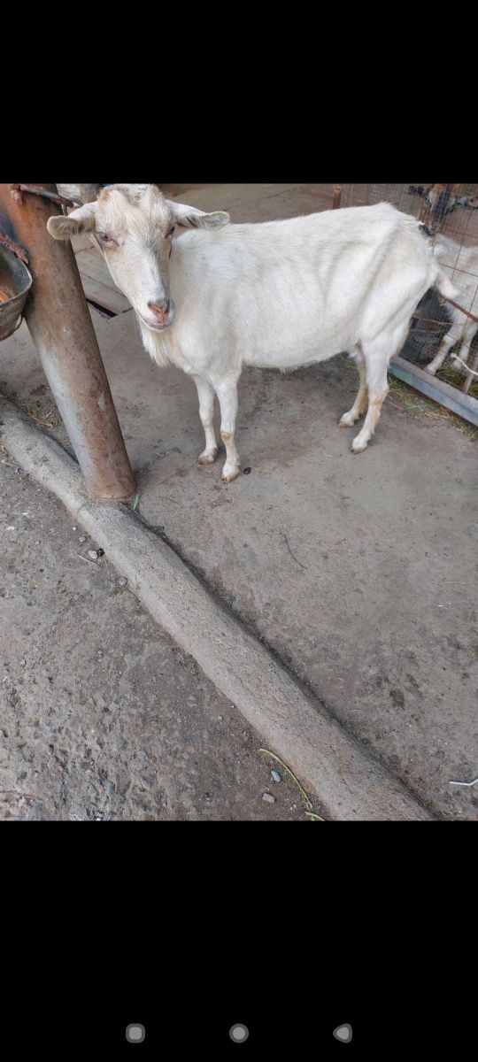 Sutli echki sotiladi